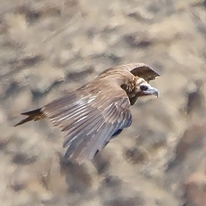 Cinereous Vulture